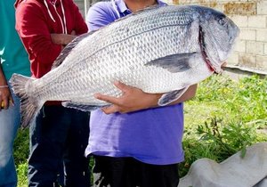 Damme se Mosselkraker